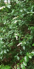 Ligustrum sinense
