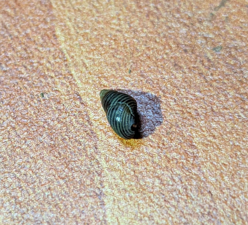 Hinea lineata observed 2026-07-02