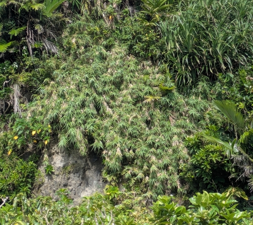 Arundo formosana, photograph 1