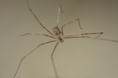 Physocyclus