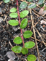 Vaccinium crassifolium