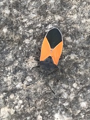 Melanopleurus bicolor