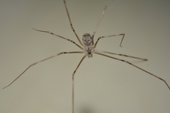 Physocyclus