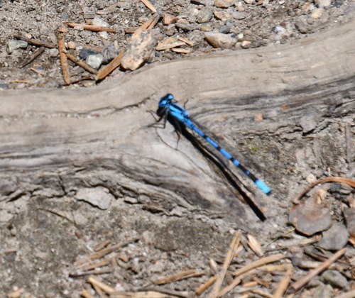 iNaturalist observation photo of Boreal Bluet