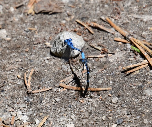 iNaturalist observation photo of Boreal Bluet