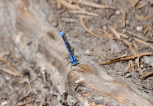 iNaturalist observation photo of Boreal Bluet