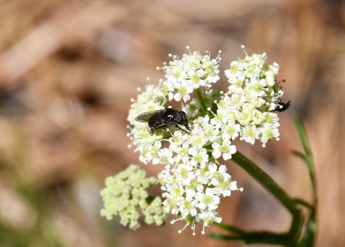 iNaturalist observation photo of Drone Flies and Allies