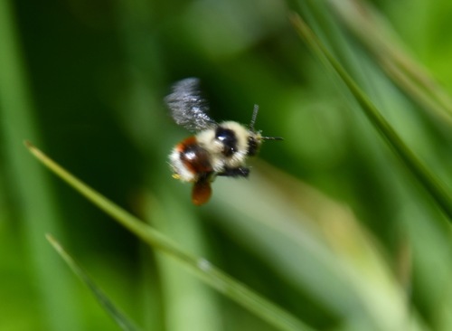 iNaturalist observation photo of Forest Bumble Bee
