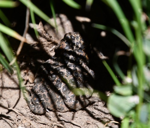 iNaturalist observation photo of Yosemite Toad