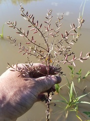 Rorippa sessiliflora