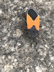 Melanopleurus bicolor