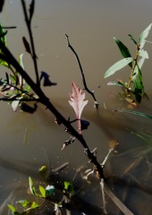 Rorippa sessiliflora