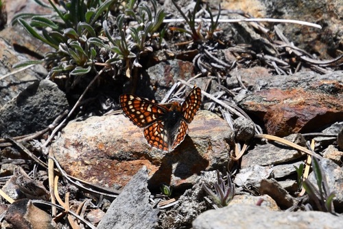 iNaturalist observation photo of Edith's Checkerspot