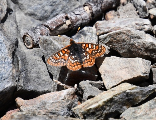 iNaturalist observation photo of Edith's Checkerspot