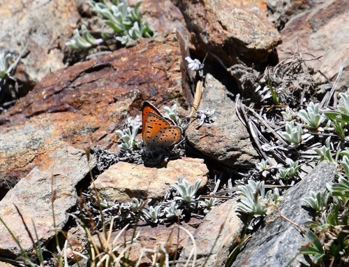 iNaturalist observation photo of Lustrous Copper