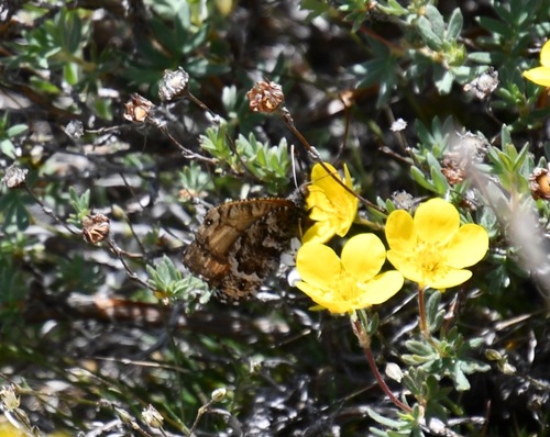 iNaturalist observation photo of Chryxus Arctic