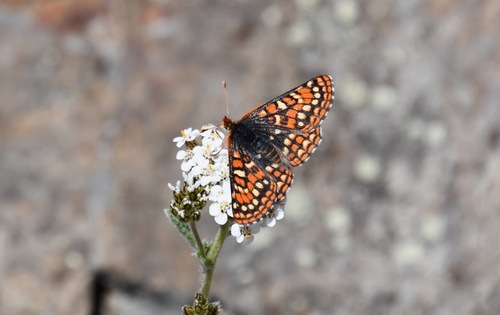 iNaturalist observation photo of Edith's Checkerspot