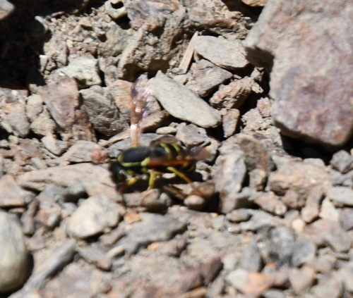 iNaturalist observation photo of Pseudomasaris zonalis