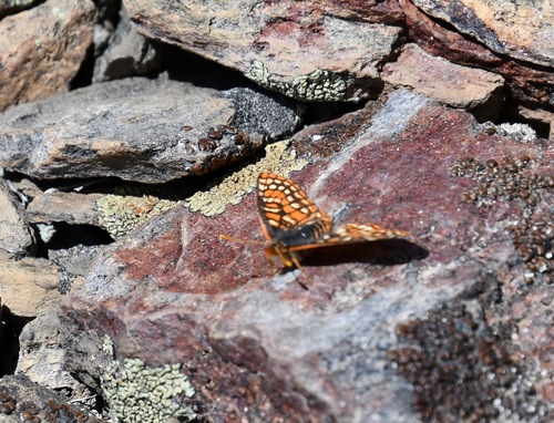 iNaturalist observation photo of Edith's Checkerspot