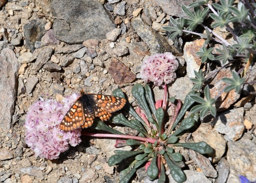 iNaturalist observation photo of Edith's Checkerspot