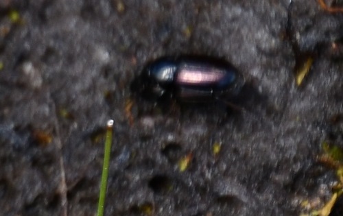 iNaturalist observation photo of Beetles