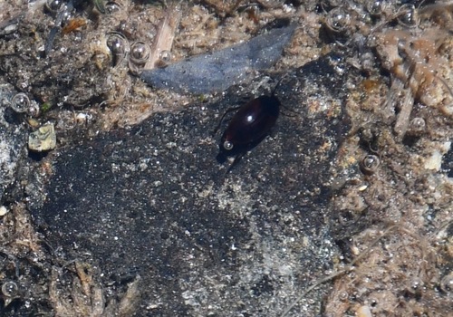iNaturalist observation photo of Ptomaphagus