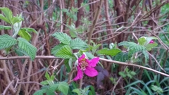 Rubus spectabilis spectabilis
