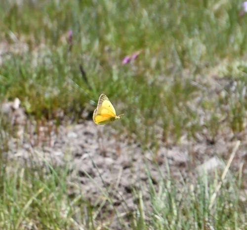 iNaturalist observation photo of Orange Sulphur