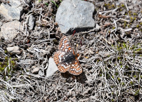 iNaturalist observation photo of Edith's Checkerspot