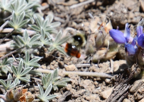 iNaturalist observation photo of Forest Bumble Bee