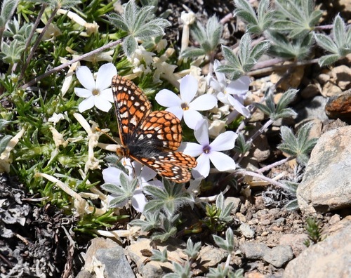 iNaturalist observation photo of Edith's Checkerspot