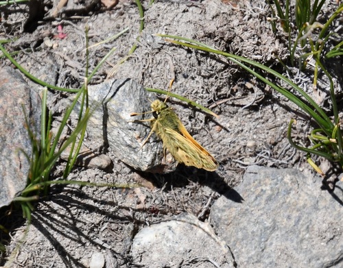 iNaturalist observation photo of Sandhill Skipper