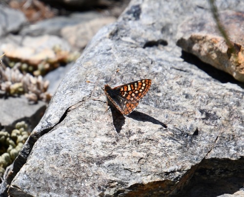 iNaturalist observation photo of Edith's Checkerspot