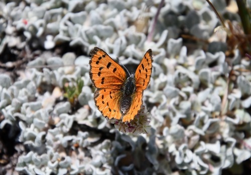 iNaturalist observation photo of Lustrous Copper