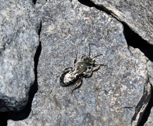 iNaturalist observation photo of Black-and-gray Leafcutter Bee