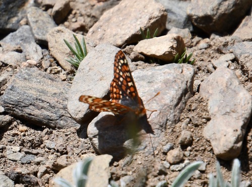 iNaturalist observation photo of Edith's Checkerspot