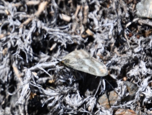 iNaturalist observation photo of One-banded Pyrausta