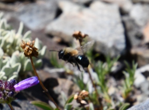 iNaturalist observation photo of Horse-fly Carpenter Bee