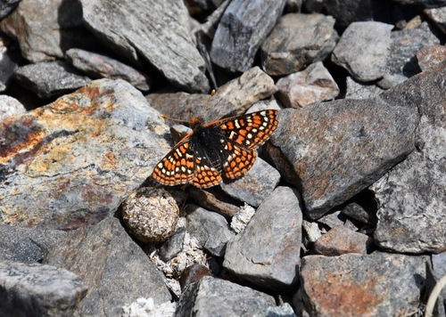 iNaturalist observation photo of Edith's Checkerspot