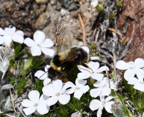 iNaturalist observation photo of Golden-belted Bumble Bee