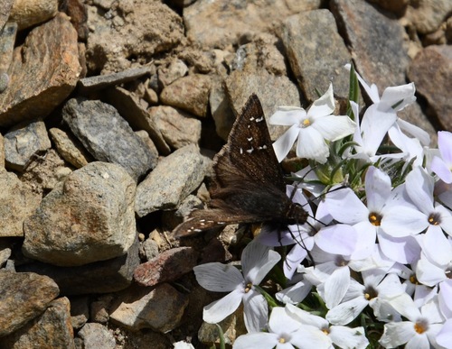 iNaturalist observation photo of Nevada Cloudywing