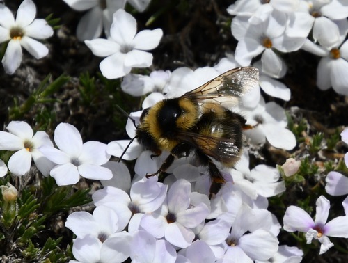 iNaturalist observation photo of Golden-belted Bumble Bee