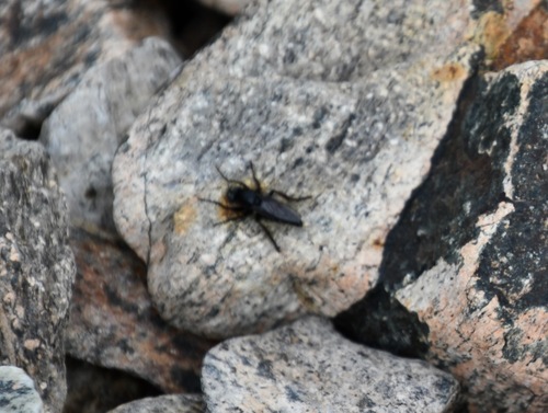 iNaturalist observation photo of Cyrtopogon