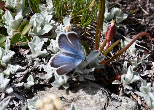 iNaturalist observation photo of Shasta Blue