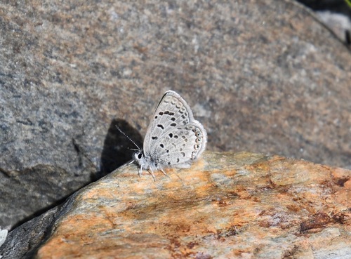 iNaturalist observation photo of Shasta Blue