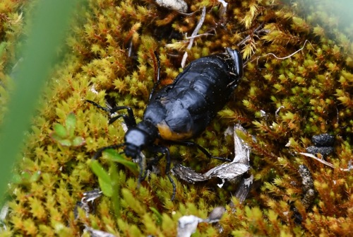 iNaturalist observation photo of Short-winged Blister Beetle