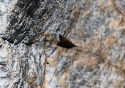 iNaturalist observation photo of Winged and Once-winged Insects