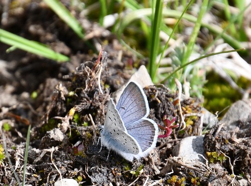 iNaturalist observation photo of Greenish Blue