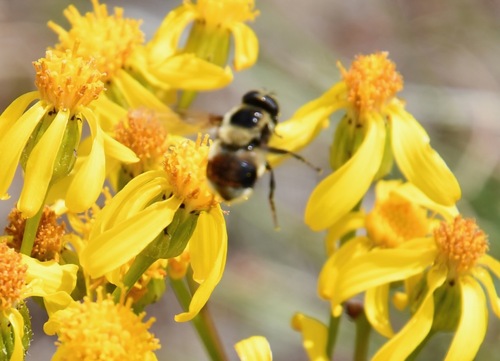 iNaturalist observation photo of Yellow-faced Swiftwing