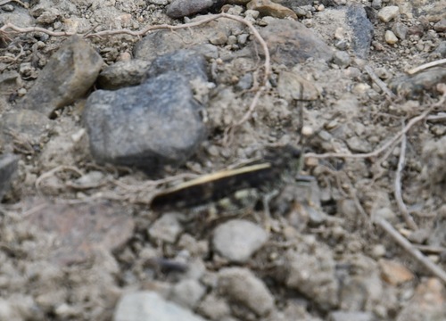 iNaturalist observation photo of Nevada Red-winged Grasshopper